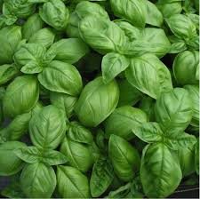 25 Seeds Sweet Basil Herb Seeds for Cooking, Pesto & Salads | Ocimum basilicum, Heirloom, High-Yield, Aromatic