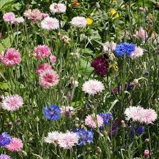 Cornflower Seeds | Imperialis Mix | Purple, Lavender & Mauve | Centaurea cyanus Non-GMO Heirloom Flowers for Pollinators