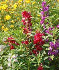 Balsam Camellia Flowered Mix Seeds – Impatiens Double Blooms, Vibrant Colors, Part-Shade, Non-GMO, Garden Flowers