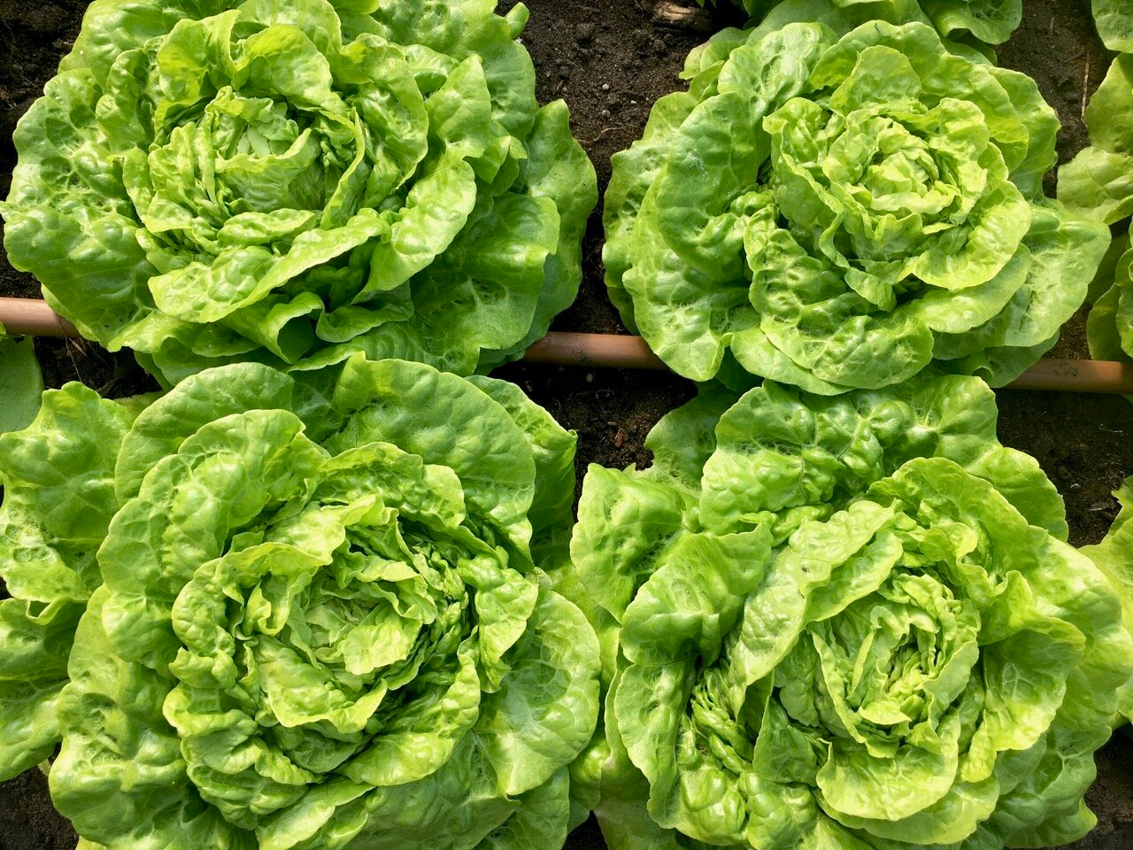 Tom Thumb Butterhead Lettuce Seeds | Heirloom Non-GMO Lactuca sativa | Miniature Tender Sweet for Small Gardens & Containers
