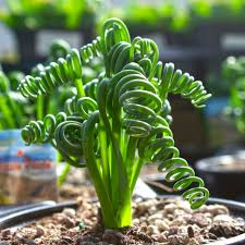 Albuca Spiralis ‘Frizzle Sizzle’ – Large Corkscrew Succulent Bulb with Unique Spiral Leaves, Indoor & Garden Plant
