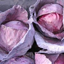 Red Acre Cabbage Seeds 250 Pack Heirloom Brassica oleracea for Gardening, Fresh Harvest, Cool Weather Planting