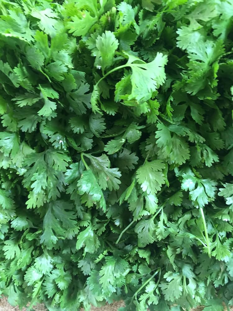 100 Seeds Santo Cilantro Herb Seeds - Coriandrum sativum Aromatic Culinary Herb for Salsas & Salads