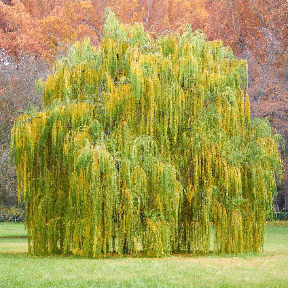 Weeping Willow Tree Live Bare Root Plant, 2-3 Feet Tall, Fast-Growing Ornamental Shade Tree, Salix babylonica