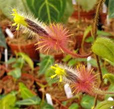 Columnea Minor Gesneriad Plant - Rare US Grown Purple Blooms, Small Indoor Terrarium Plant, Medium Light, Tropical Houseplant