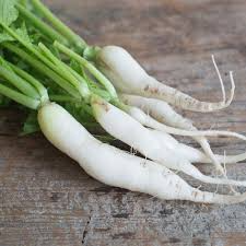 Japanese Minowase Daikon Radish Seeds – Heirloom Raphanus sativus for Gardening, Fall & Winter Planting, Crisp White Roots