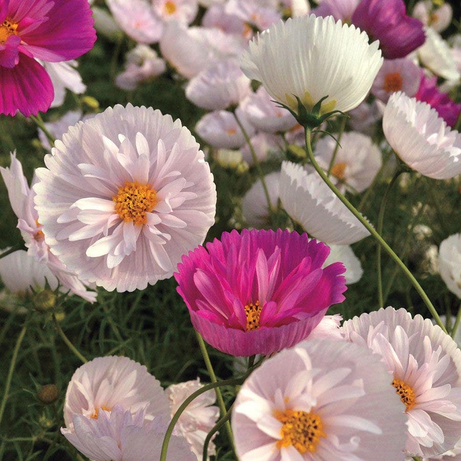Cupcakes & Saucers Cosmos Seeds – 200+ Ruffled Pink & White Blooms, Cut Flower & Border Annual Seeds, Cosmos bipinnatus