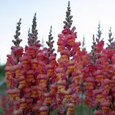 Antirrhinum majus Monaco Orange Snapdragon Seeds – 1000+ Bright Orange Blooms for Garden & Cut Flowers