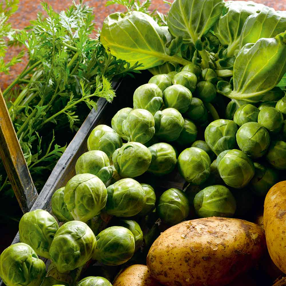 Nelson F1 Brussels Sprouts Seeds – High-Yield Hybrid, Cold-Hardy, Disease-Resistant, Green, for Garden & Container Growing