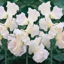 Castle of Mey Sweet Pea Seeds – 50+ Soft Pink Blooms, Climbing Vine for Trellises, Bouquets & Cottage Gardens, Lathyrus odoratus