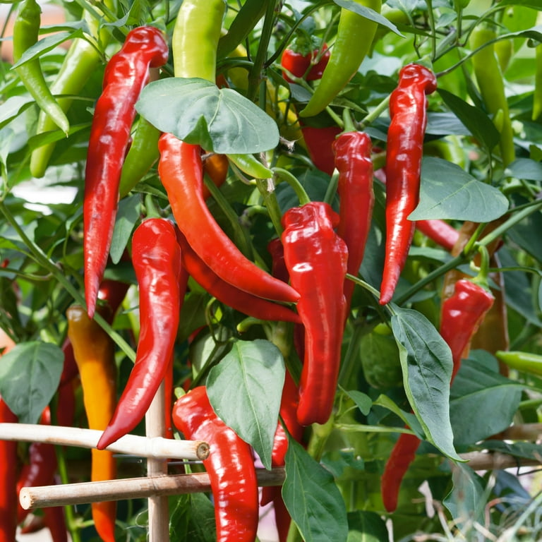 Fresno Chile Hot Pepper Seeds 250mg, Capsicum annuum, Heirloom, Spicy & Flavorful for Salsas & Cooking, Home Garden Planting