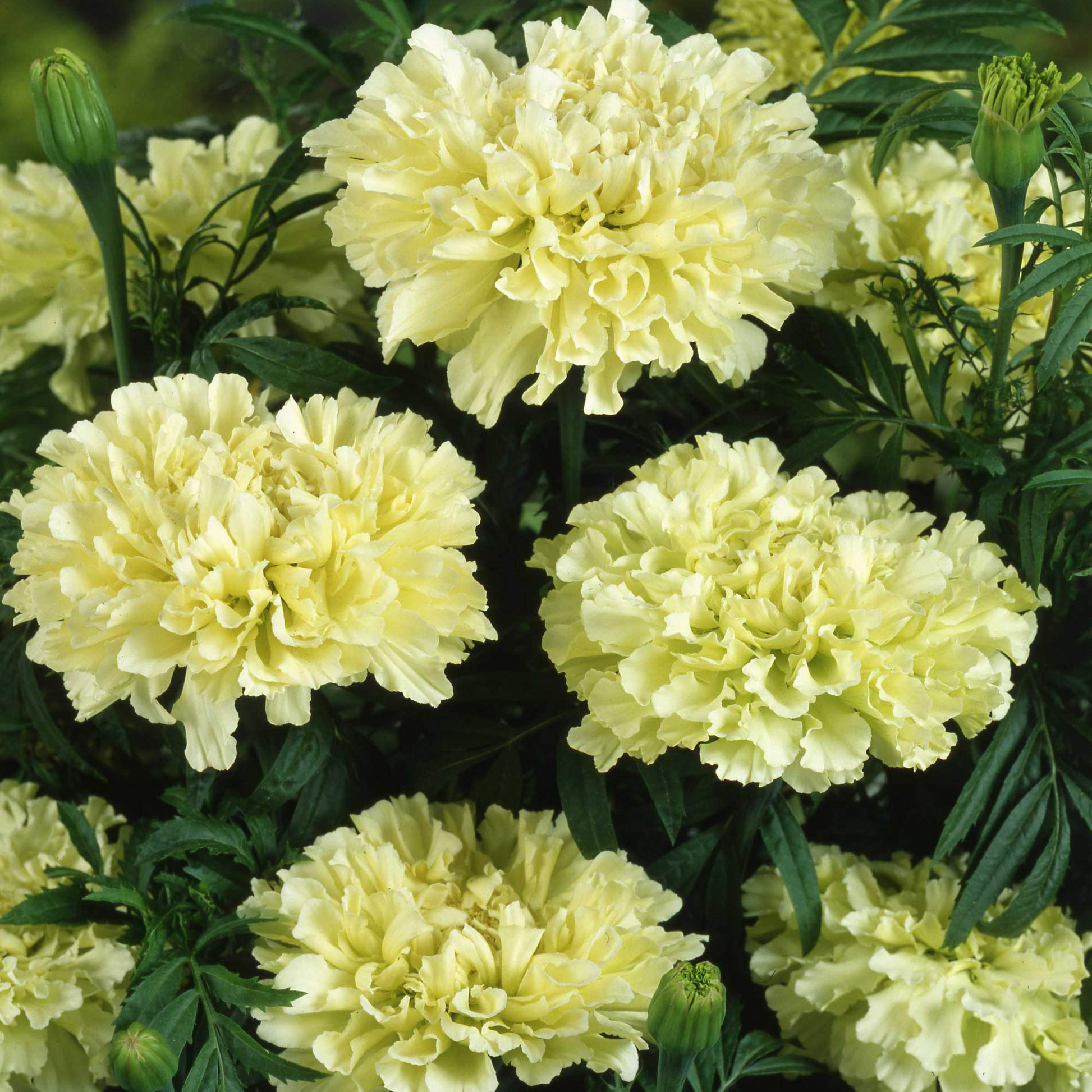 African Marigold Seeds | Kilimanjaro White | Tall Creamy Flowers | Non-GMO | Tagetes erecta | Garden & Cut Flower Seeds