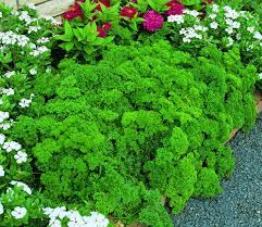 Triple Curled Parsley Seeds - Heirloom, Non-GMO, Curly Garnish Herb, Petroselinum crispum, Fast Growing, USDA Zones 3-10