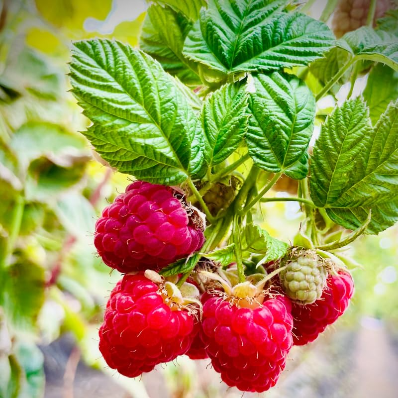 Live Raspberry Bush Starter Plant – High-Yield, Self-Fertile, Juicy Red Raspberries, Fruit-Bearing Shrub, Home Garden, Easy to Grow