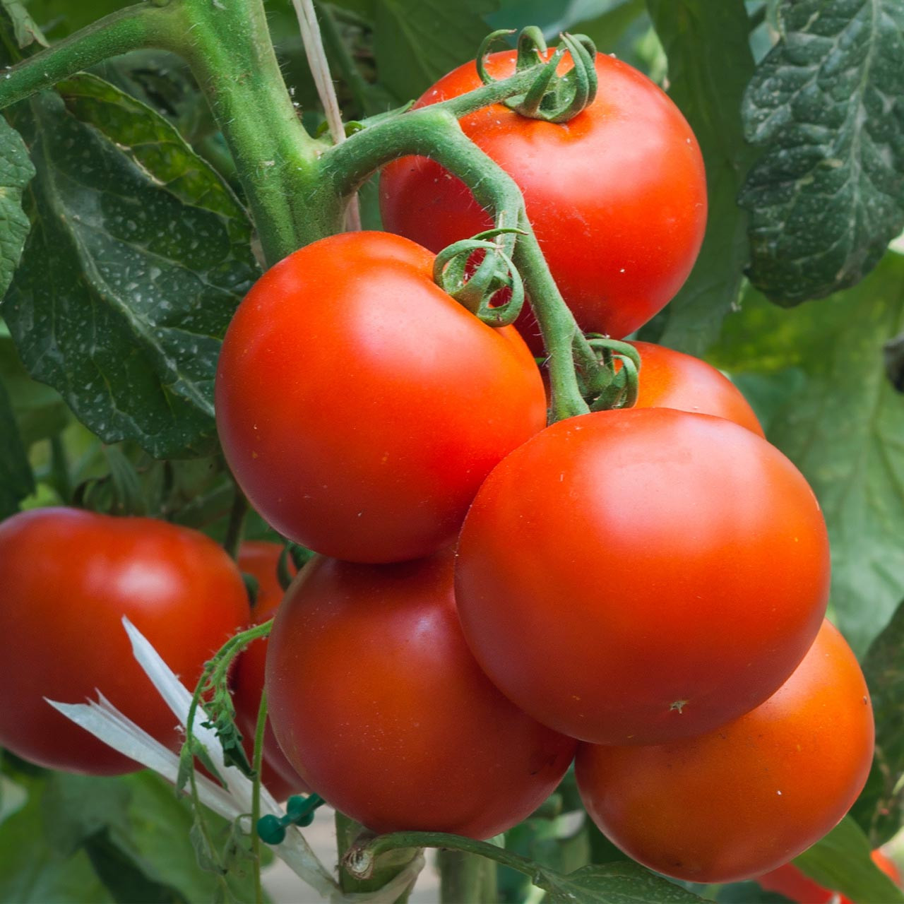 Super Sioux Tomato Seeds 100mg Heirloom, Heat Tolerant, Juicy & Flavorful, Slicing, Garden Ready, Solanum lycopersicum