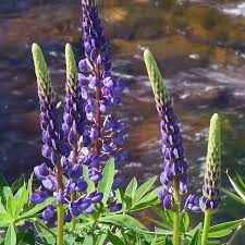 Lupine Seeds 15 Pack – Lupinus rivularis Perennial Blue Flowers for Garden Borders, Pollinator Attractant, Hardy, Non-GMO