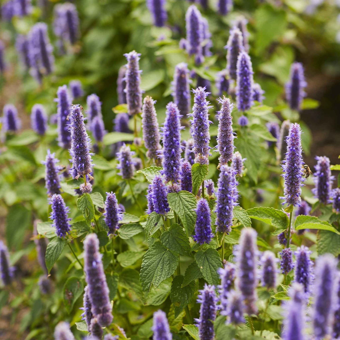 Hyssop Herb Seeds 300 Count, Culinary Aromatic Herb, Blue/Purple/Pink Flowers, Hyssopus officinalis