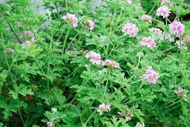 Citrosa Geranium Seeds Pelargonium citrosum - Natural Mosquito Repellent & Fragrant Garden Plant, 25+ Seeds