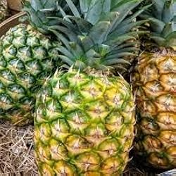 Queen Pineapple Seeds - Tropical Fruit Seeds for Container Gardening, Ananas comosus, Sweet Golden Flesh, USA Grown