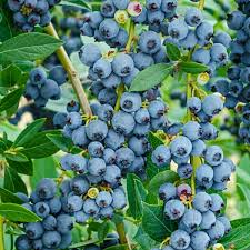 Blueberry Plant Rooted Cutting - Live Bare Root Starter - Edible Fruit Bush - Vaccinium spp.