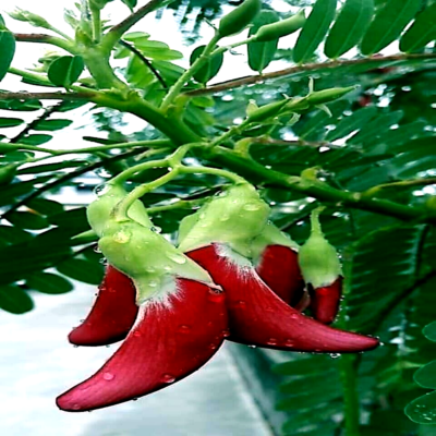 Hummingbird Tree Seeds – Tropical Sesbania grandiflora, Fast Growing, Exotic Flowering Plant, Attracts Hummingbirds