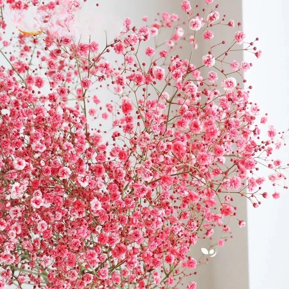 Baby's Breath Seeds 1000 Deep Carmine Crimson Red Gypsophila elegans Non-GMO Pollinator-Friendly Garden Flowers