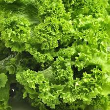 Mustard Seeds | Southern Giant Curled | Heirloom Non-GMO Brassica juncea | Leafy Greens, Cold Hardy, Spicy Flavor