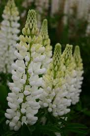 Lupine Seeds 500mg Russell White Lupinus polyphyllus Perennial White Flowering Plant for Borders & Pollinator Gardens