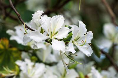 10 Seeds Bauhinia Alba White Orchid Tree Rare White Bauhinia Seeds Fast-Growing Ornamental Flowering Tree for Garden