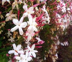 Pink Jasmine Starter Plant in 2" Pot, Fragrant Climbing Jasmine, Jasminum polyanthum, Air Purifying, Pet Safe Indoor Outdoor