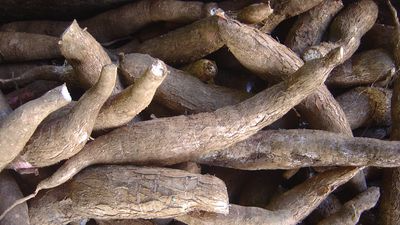 White Cassava Cuttings - Manihot esculenta for Planting, Tapioca, Yuca, Unrooted Propagation, High-Quality Roots