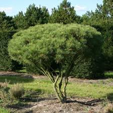 Japanese Red Pine Tree Seeds, Evergreen Conifer, Pinus densiflora, Bonsai & Landscape, Hardy Drought Tolerant Tree Seeds