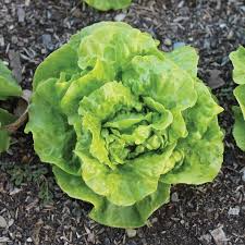 Tom Thumb Butterhead Lettuce Seeds – Heirloom Mini Heads, Tender & Sweet, Cold Hardy, Container Garden, Lactuca sativa