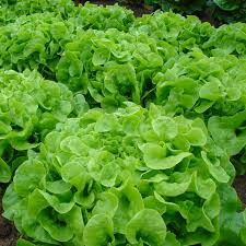 Oak Leaf Lettuce Seeds – Heirloom Loose-Leaf, Tender Texture, Sweet Flavor, Lactuca sativa, Non-GMO, Fast-Growing, Heat-Tolerant