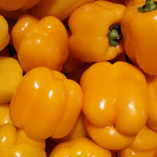 Golden California Wonder Pepper Seeds – Heirloom, Sweet & Crisp, High-Yielding, Capsicum annuum, Bell Pepper Seeds