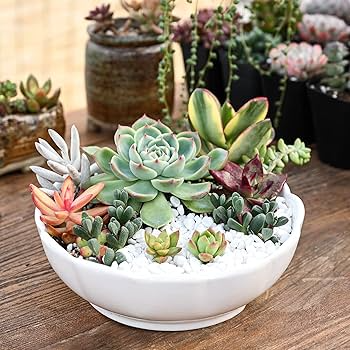 Mini Colorful Succulent Cuttings - 30 Unrooted Varieties for DIY Arrangements, Propagation & Crafts