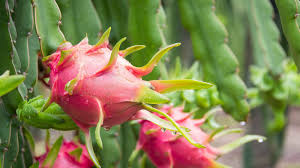 Red Dragon Fruit Cuttings - Pink Skin, Red Flesh | Hylocereus costaricensis | Exotic Tropical Fruit Plant