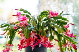 Christmas Cactus Cuttings - Schlumbergera Buckleyi, 3 Rooted, Indoor Houseplant, Easy Care, Repeat Bloomer, No Soil or Pots