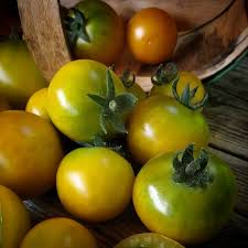 Fat Frog Micro Dwarf Tomato Seeds – Heirloom, Non-GMO, Compact, High-Yield, Solanum lycopersicum