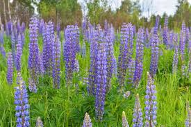 Large Leaf Lupine Seeds 500mg, Vibrant Pollinator-Friendly Wildflower, Lupinus polyphyllus for Gardens & Meadows