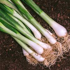 Evergreen Bunching Onion Seeds Allium fistulosum Heirloom Non-GMO Fast-Growing Green Onion Seeds