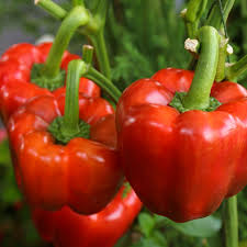California Wonder Pepper Seeds – Heirloom, Sweet & Crisp, High-Yielding, Capsicum annuum, Bell Pepper Seeds