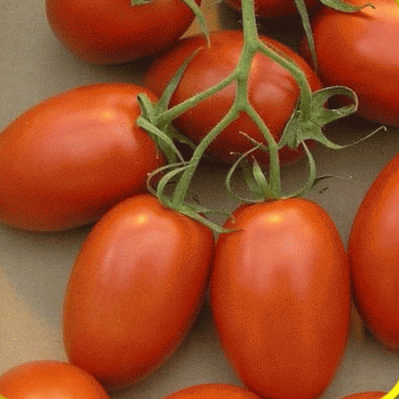 Roma Tomato Seeds - Heirloom Non-GMO, Canning & Sauce, Solanum lycopersicum, Bright Red, Indeterminate, USDA Zones 3-10