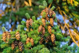Chinese Douglas Fir Tree Seeds 20 Pseudotsuga sinensis Evergreen Conifer for Landscaping & Reforestation