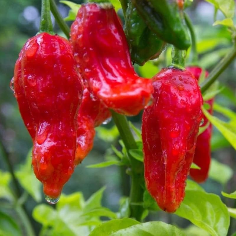 Pepper X Seeds - World's Hottest Pepper - Capsicum Chinense - Extreme Heat 3M+ SHU - USA Grown - Hot Sauce & Garden