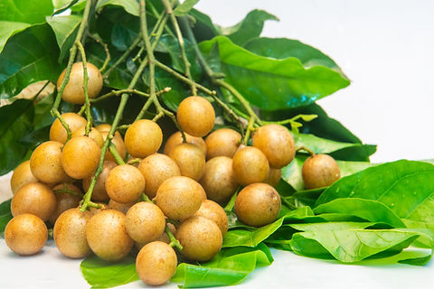 Wampee Tree Seedling 10” Tropical Fruit Plant Clausena lansium Live in Pot, Exotic Garden Tree