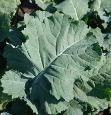 200 Seeds Premier Kale (Brassica oleracea) - Nutritious, Cold-Hardy, Fast-Growing Green Leafy Vegetable