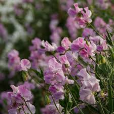 Misty Mountain Sweet Pea Seeds – 50+ Lilac & Blue Climbing Flower Vines for Trellises, Bouquets, Cottage Gardens – Lathyrus odoratus