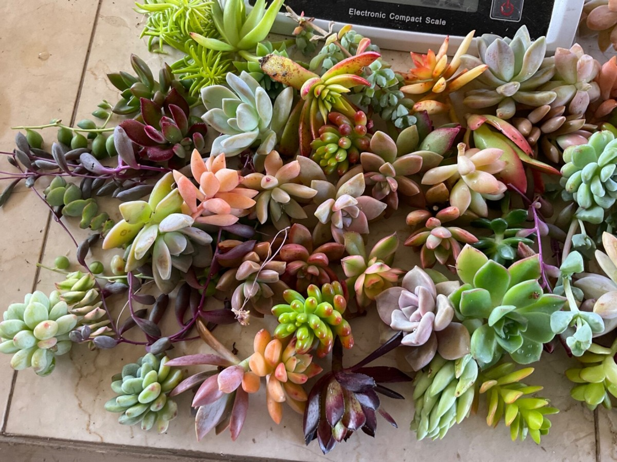 Assorted Succulent Cuttings 25+ Variety for Propagation & DIY Projects Echeveria Aloe Sedum Crassula