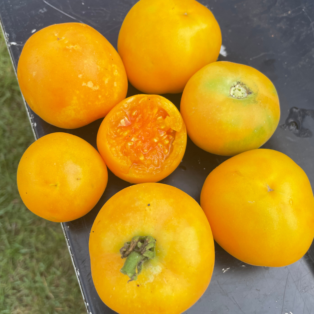 Garden Peach Tomato Seeds – Heirloom Solanum lycopersicum – Sweet, Juicy, Peach-Like Skin, High-Yielding, Indeterminate